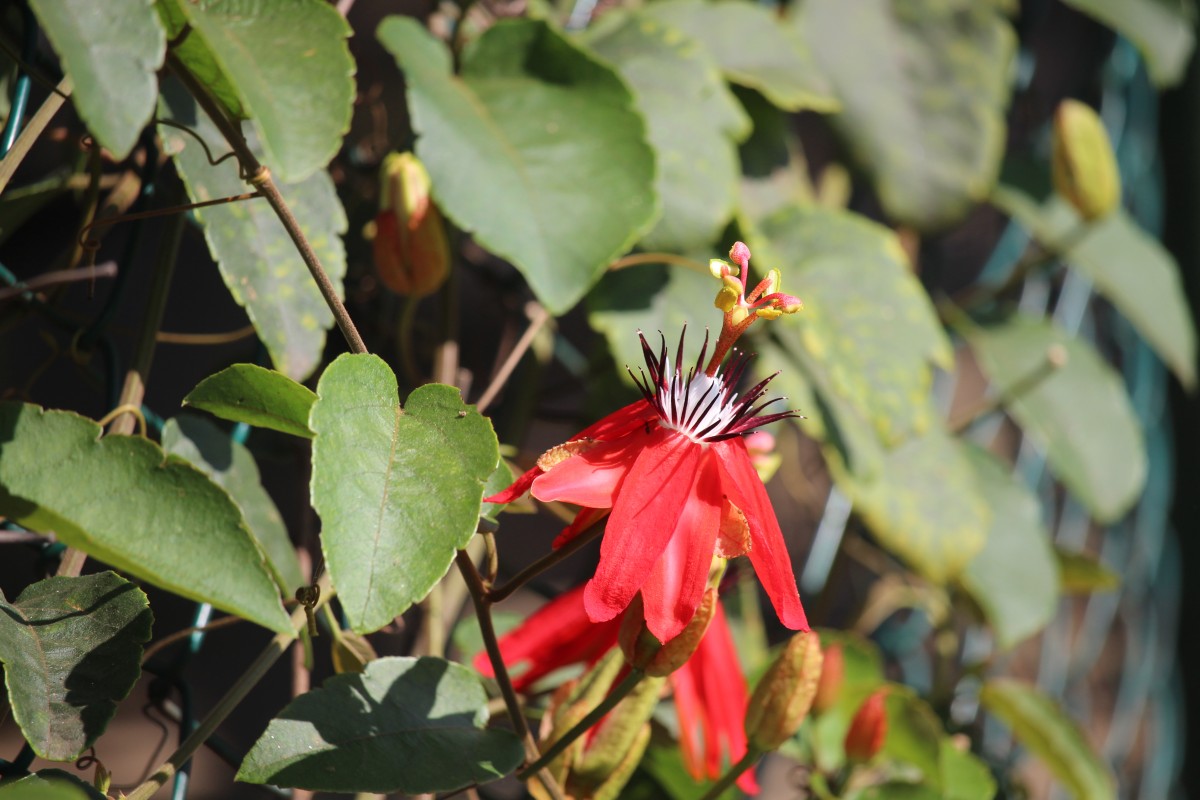 Passiflora miniata Vanderpl.